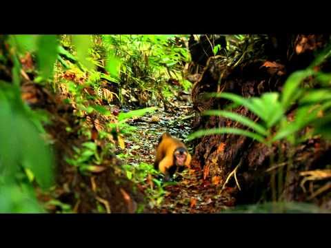 Bande-annonce de Amazonia