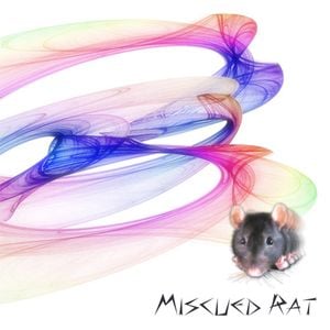 Miscued Rat