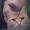 Avatar Nicolas_Lamon_