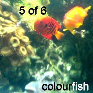 Colourfish