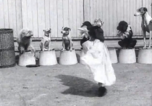 Chiens savants: la danse serpentine