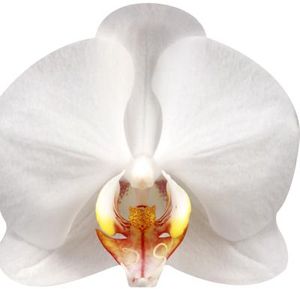 Livre forme orchidées