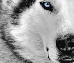 image-https://media.senscritique.com/media/000006305567/0/white_wolves_iii_cry_of_the_white_wolf.jpg