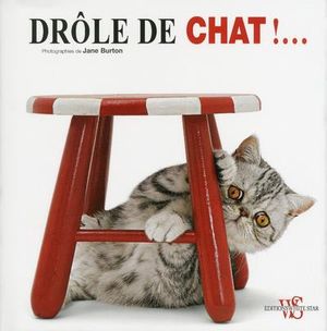 Drôle de chat !