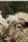 Cover Les chiffres ne trompent pas, je suis un mouton