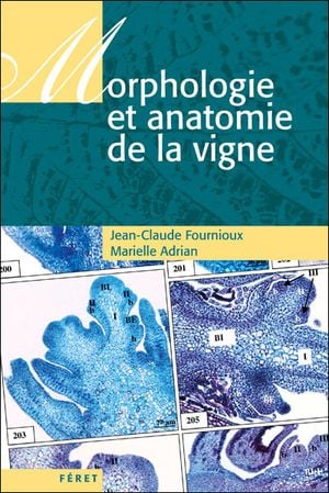 Morphologie et anatomie de la vigne