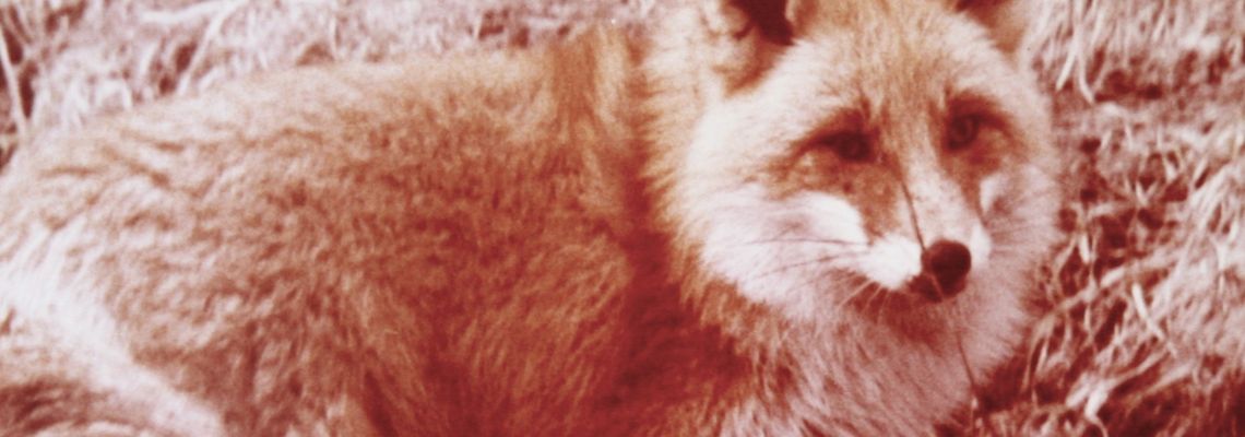 Cover Story of the Northern Fox