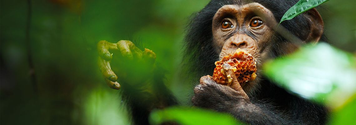 Cover Chimpanzés