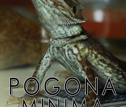 image-https://media.senscritique.com/media/000006419552/0/pogona_minima.jpg