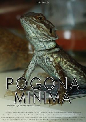 Pogona Minima