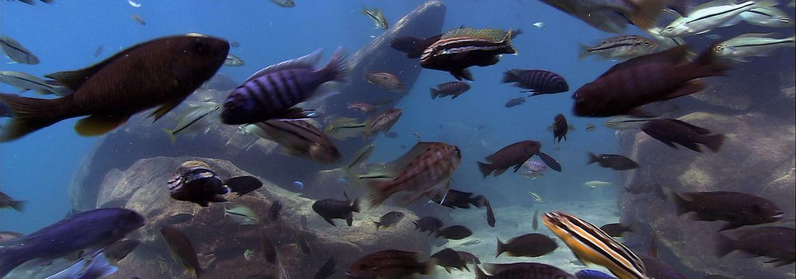 Cover Planète Terre