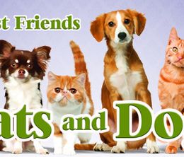image-https://media.senscritique.com/media/000006644694/0/my_best_friends_cats_dogs.jpg