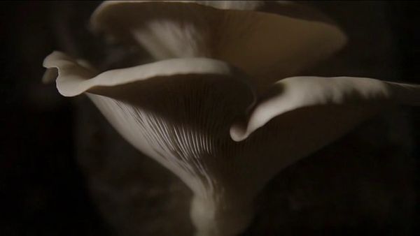 Les champignons pourront-ils sauver le monde ?