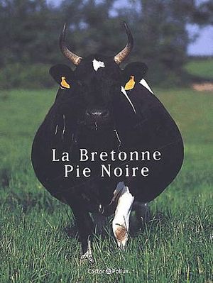 La Bretonne Pie Noire