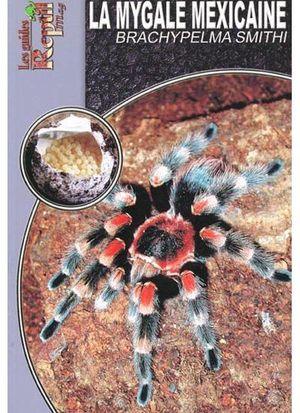 La mygale Brachypelma Smithi