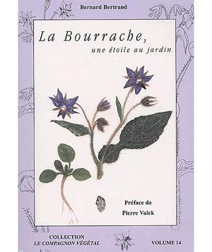 La bourrache