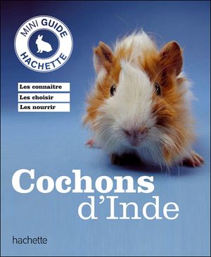 Cochon d'inde