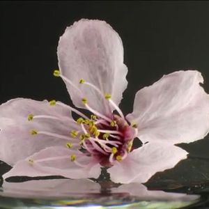 Broken Flowers (Single)