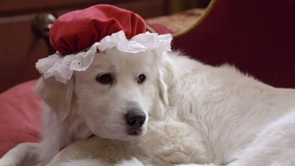 Les Chiots Noël La Relève Est Arrivée Les Chiots Noël : La Relève est arrivée - film (2012) - SensCritique
