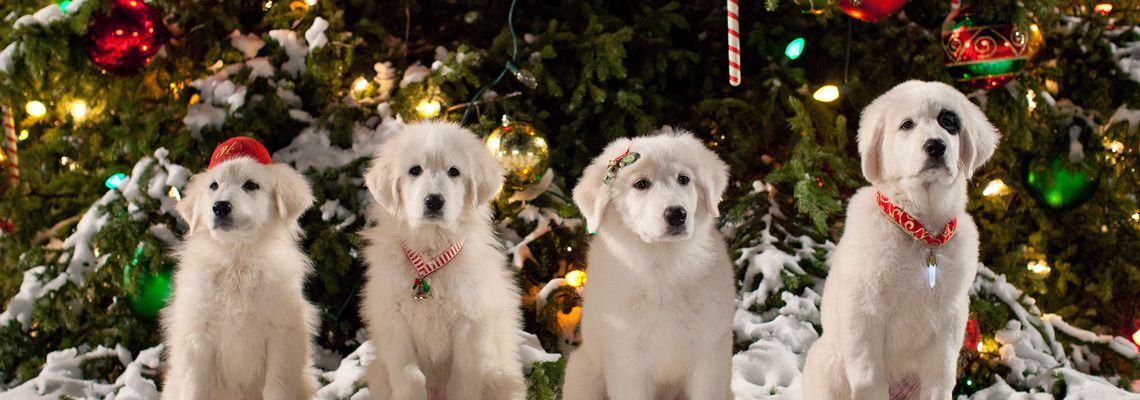 Cover Les Chiots Noël : La Relève est arrivée
