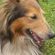 Avatar ninipeaud_chien Avatar ninipeaud_chien