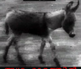 image-https://media.senscritique.com/media/000007108256/0/donkey_in_a_brahmin_village.gif