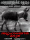 Donkey in a Brahmin Village