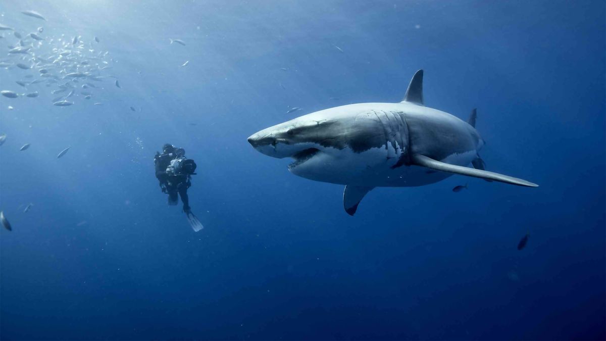 Océans Documentaire (2010) SensCritique