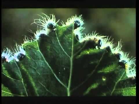 Bande-annonce de Microcosmos: Le peuple de l'herbe
