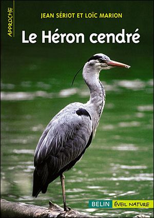 Le héron cendré