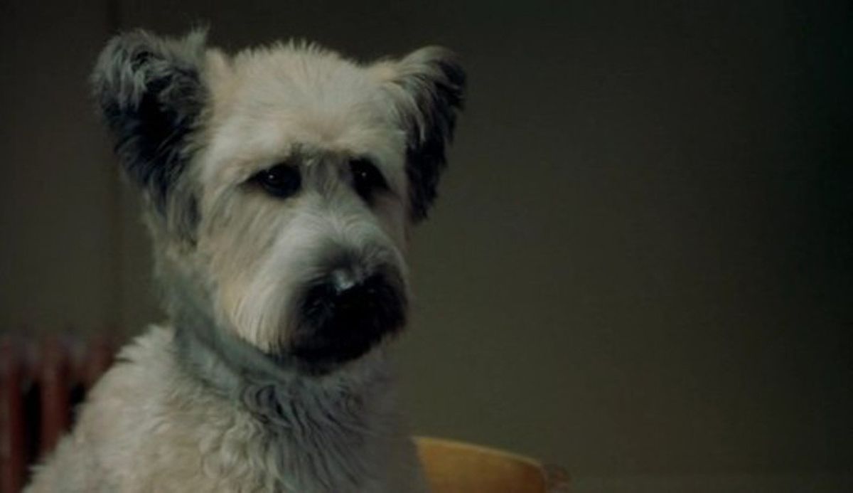 Karaté Dog Téléfilm (2004) SensCritique
