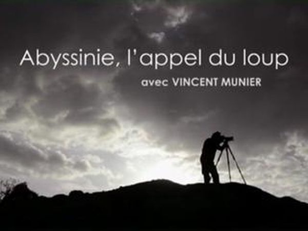 Abyssinie, l'appel du loup