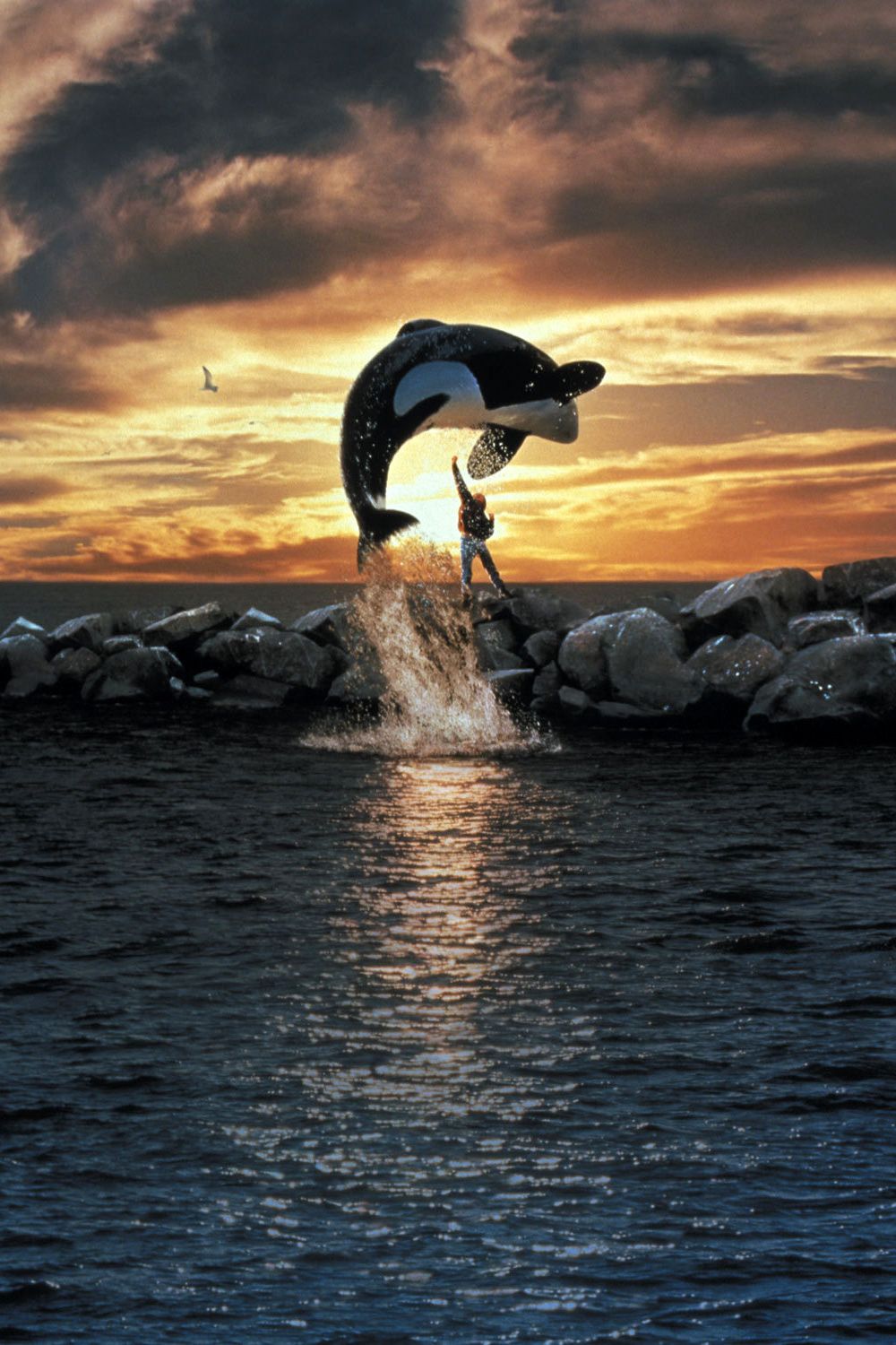 Film Sauvez Willy 3 Affiches, posters et images de Sauvez Willy (1993) - SensCritique