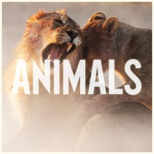 Animals (Single)