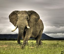 image-https://media.senscritique.com/media/000007384631/0/an_apology_to_elephants.jpg