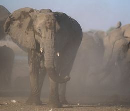 image-https://media.senscritique.com/media/000007384632/0/an_apology_to_elephants.jpg