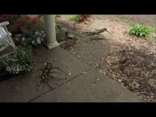 Camel Spiders Film (2012) SensCritique