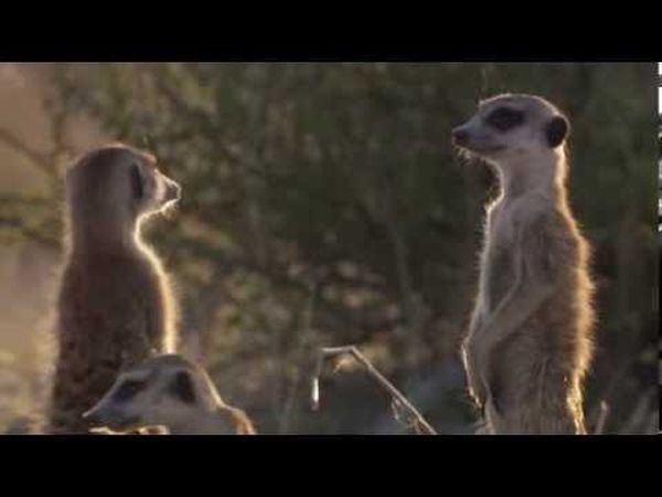 Le Clan des suricates