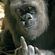 Avatar Metissemonkey Avatar Metissemonkey