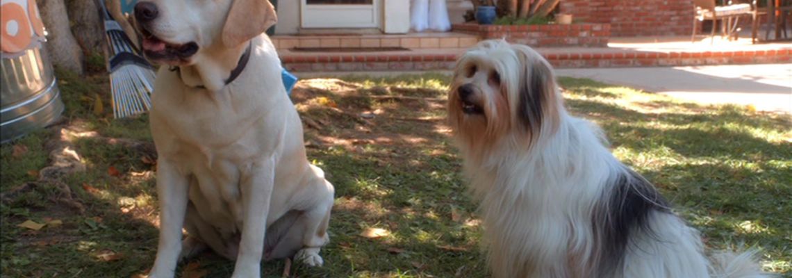 Cover Le chien qui a sauvé Pâques