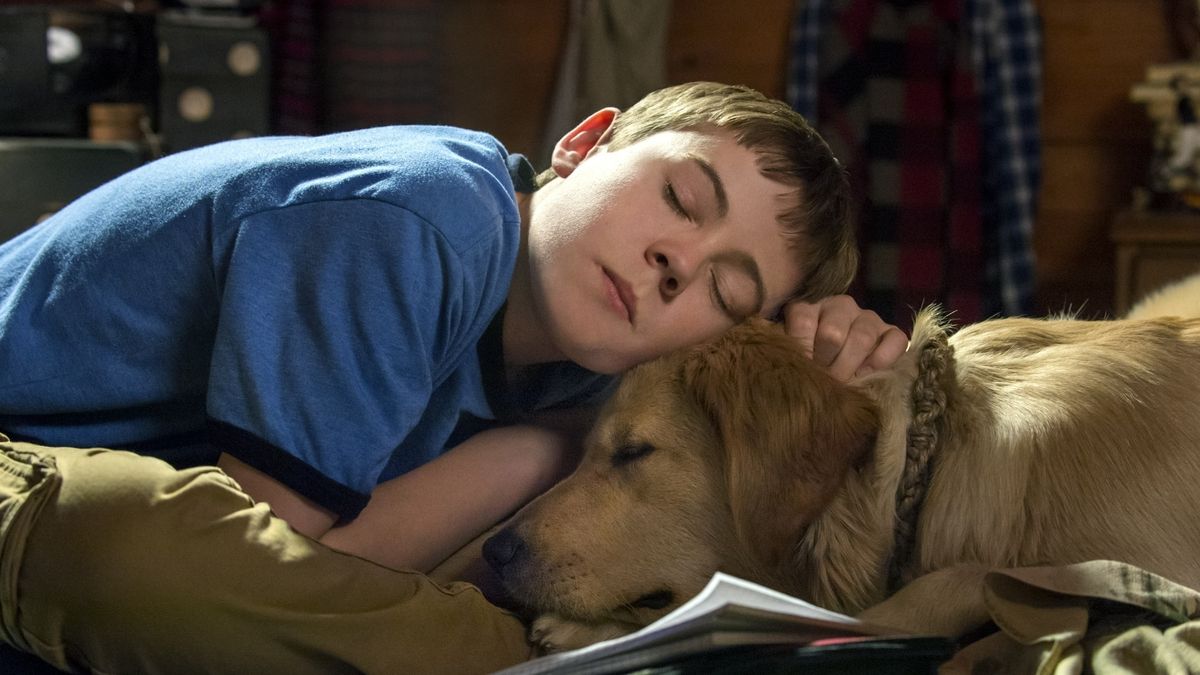 Film Un Chien Pour Noel Un chien pour Noël - Téléfilm (2013) - SensCritique