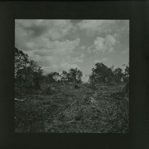 Compact Visual Nature (Single)