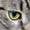 Avatar Xerto