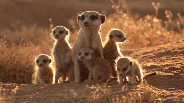 La Famille suricate