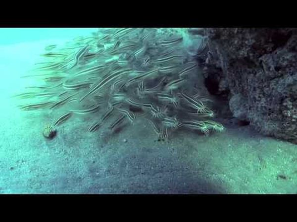 Le Mystère Atlit Yam : 10 000 ans sous les mers