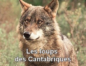 Les loups des Cantabriques