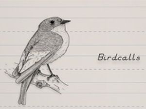 Birdcalls