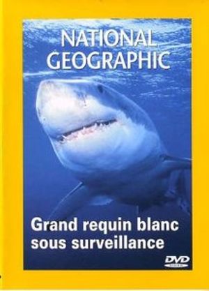 Grand requin blanc sous surveillance