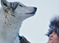 Cover les_meilleurs_films_avec_des_loups