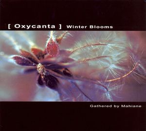 Oxycanta: Winter Blooms